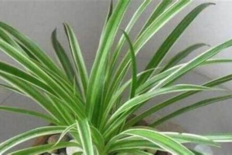 使用味精兑水喷施蔬菜,都有哪些注意事项？