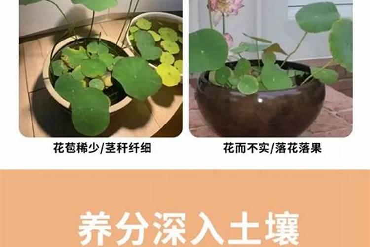 碗莲水溶肥的使用方法