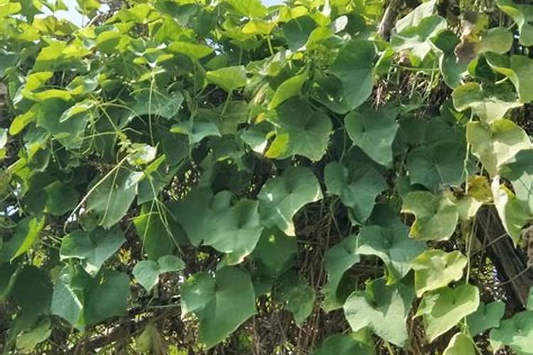 丝瓜己开花结果现在能浇化肥吗