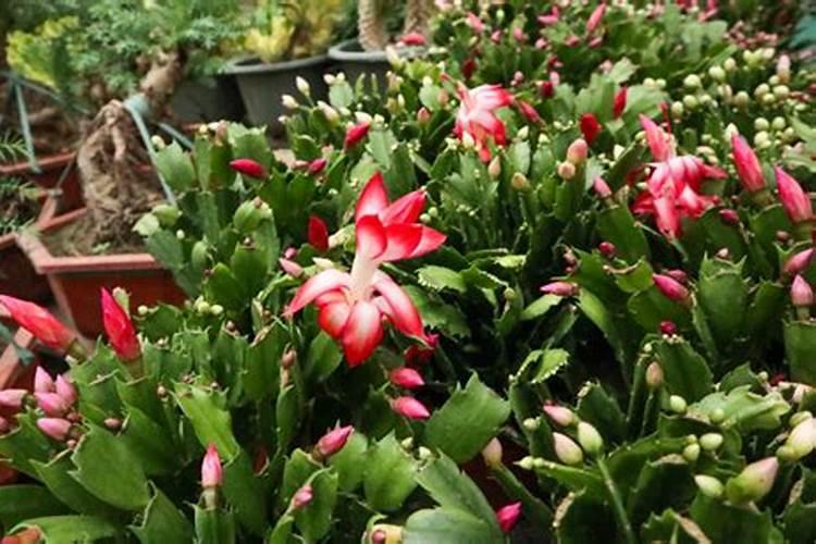 红糖为什么能做作物叶面肥