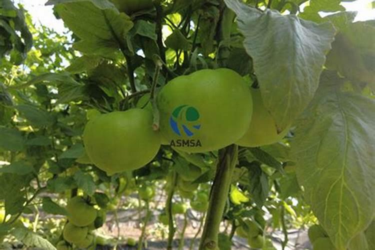 大颗粒水溶肥怎么用效果好？