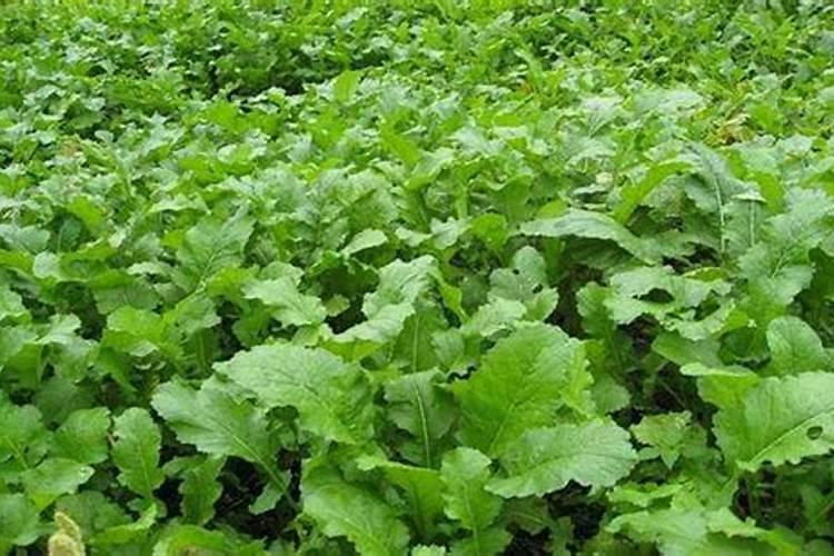 芥菜疙瘩是芜菁吗？