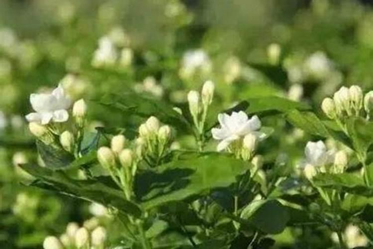 复合肥是氮肥吗？