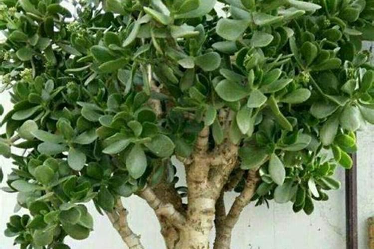 种南瓜用什么肥料最好 种南瓜用的肥料