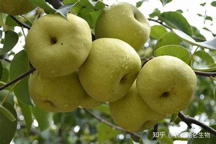 梨树病虫害防治方案？