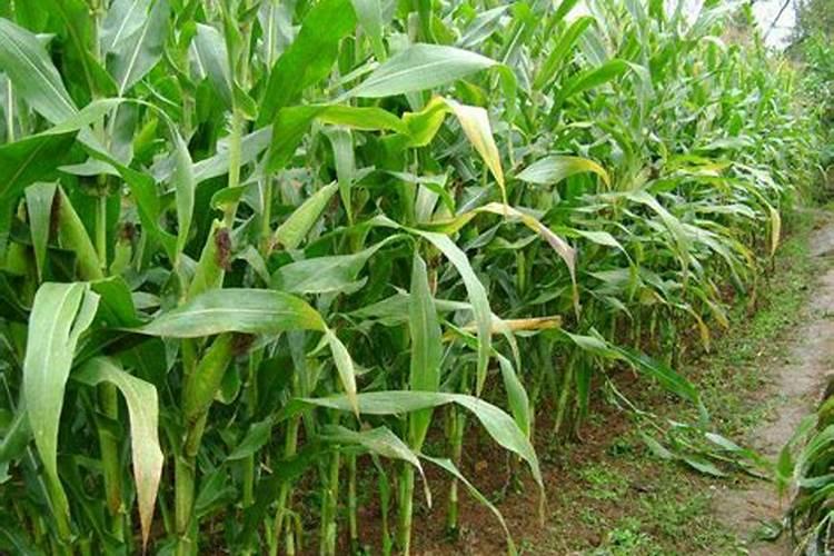 竹节秋海棠的养殖方法