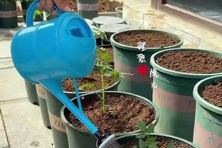 怎么给花补氮肥 兑水对着叶子喷补肥料