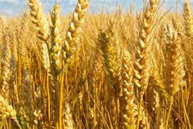 养花的氮肥有哪些 如何自制养花的氮肥