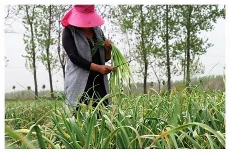 大蒜打什么药才粗壮,大蒜种植方法