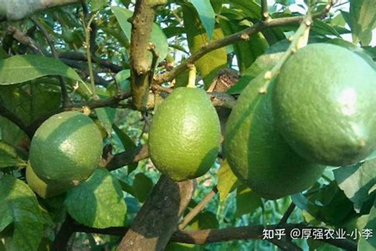 葡萄每年要施几次肥,每次都在什么时间施,每次施肥都一样吗？