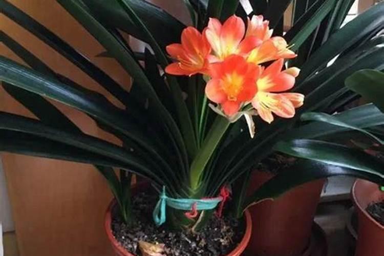 君子兰用什么肥料