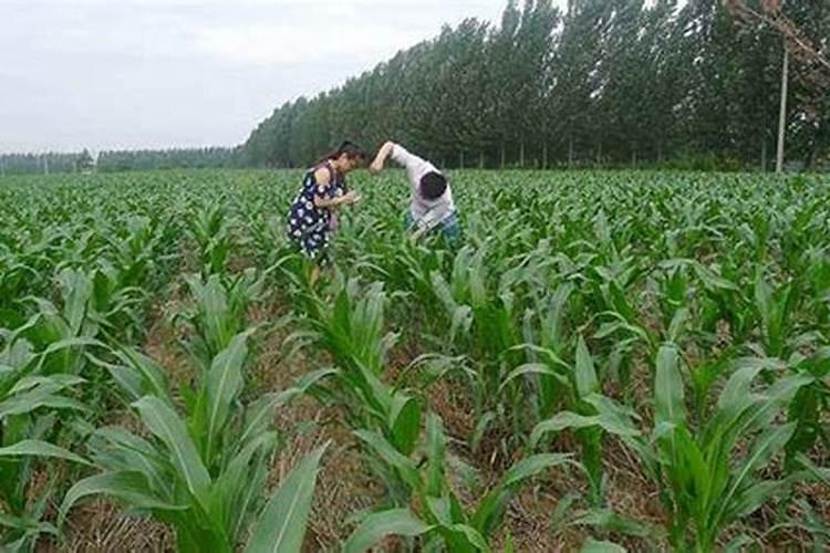 玉米什么时候打富硒最好？