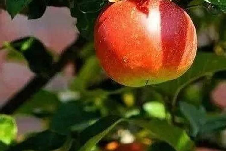 金桔树的养殖技巧