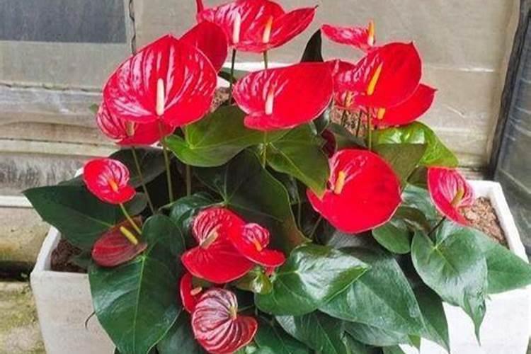 杏树上什么粪最好