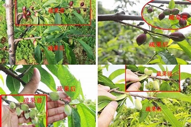 李子树秋季施什么肥？