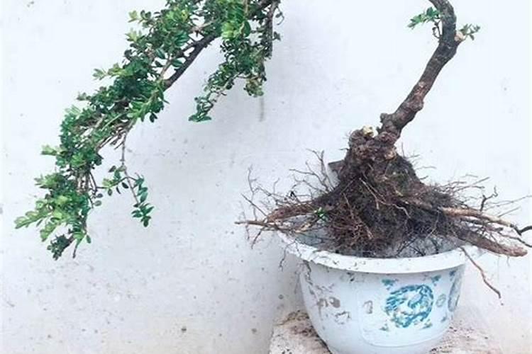 珍珠黄杨盆景养殖方法,六点使其旺盛生长