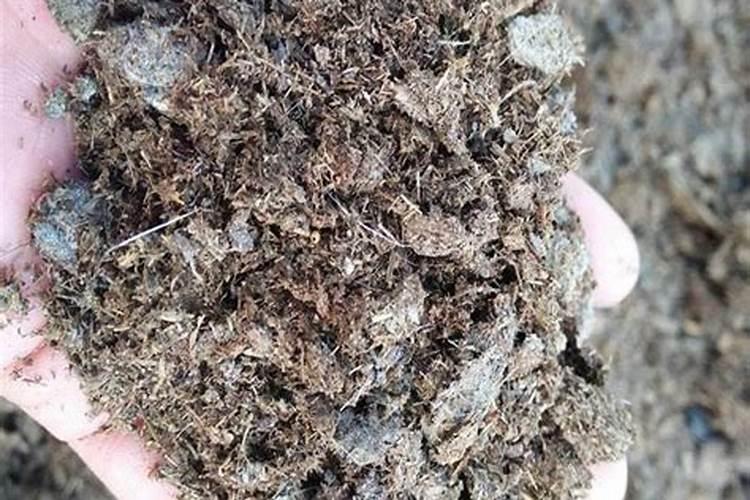 舟山土质适合种西瓜,草莓,西红柿吗？