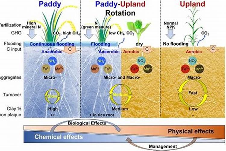 氮肥过多怎么样处理