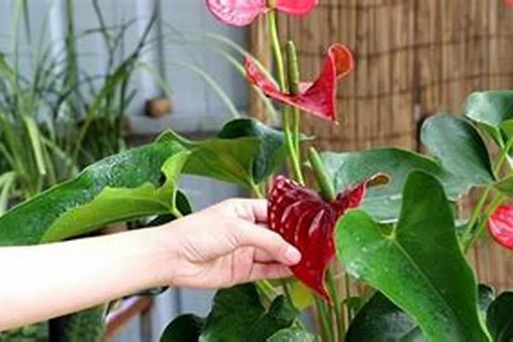 10月份种植樱桃可以成活吗？