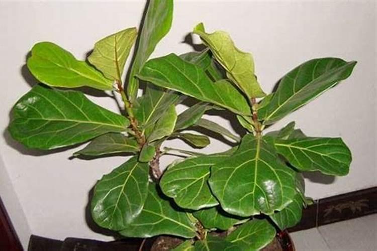 琴叶榕掉叶子怎么办