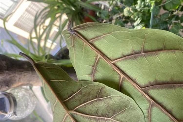 琴叶榕老掉叶子是怎么回事 琴叶榕老掉叶子怎么补救