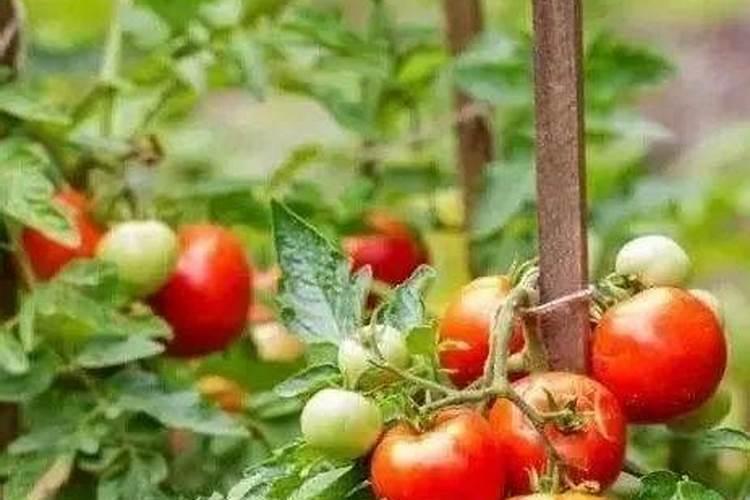 羽毛枫树怎样施肥