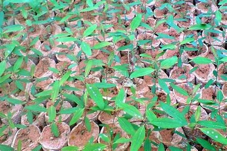 桉树:苗培养基用什么药品组成的