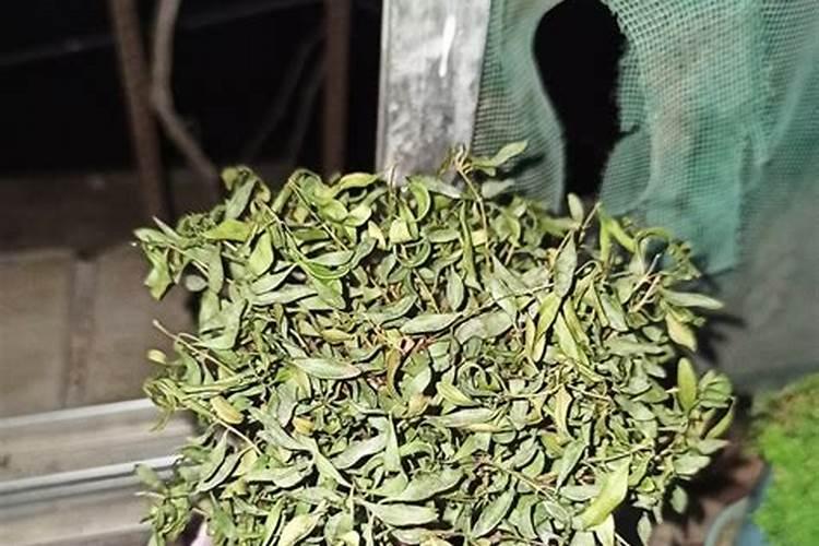 海藻鱼蛋白水溶肥料作用