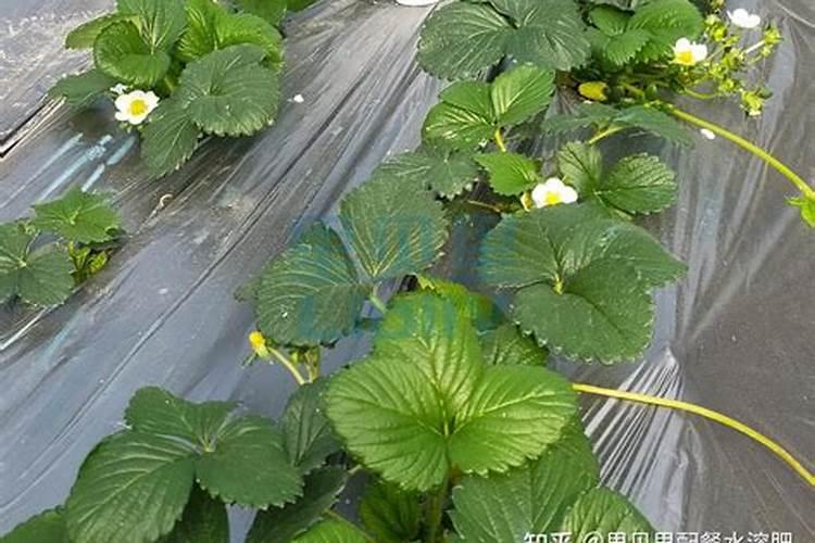 (三)滨海盐碱地区植物资源调查