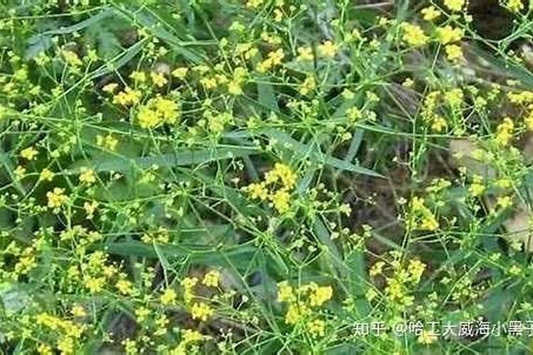 种植柴胡要什么化肥好？