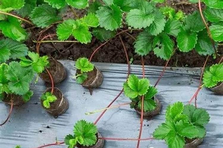 芸苔素打多了会怎么样,多效唑和芸苔素能一起喷吗