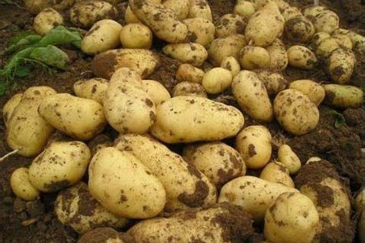 种植土豆用什么化肥