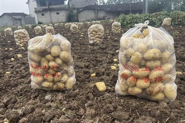 土豆的需肥规律是什么？如何正确施肥？