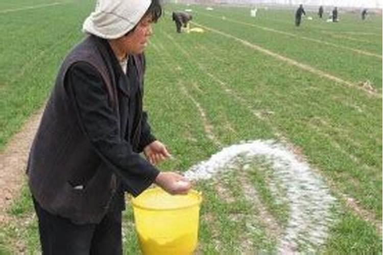 芝麻什么时候追肥合适