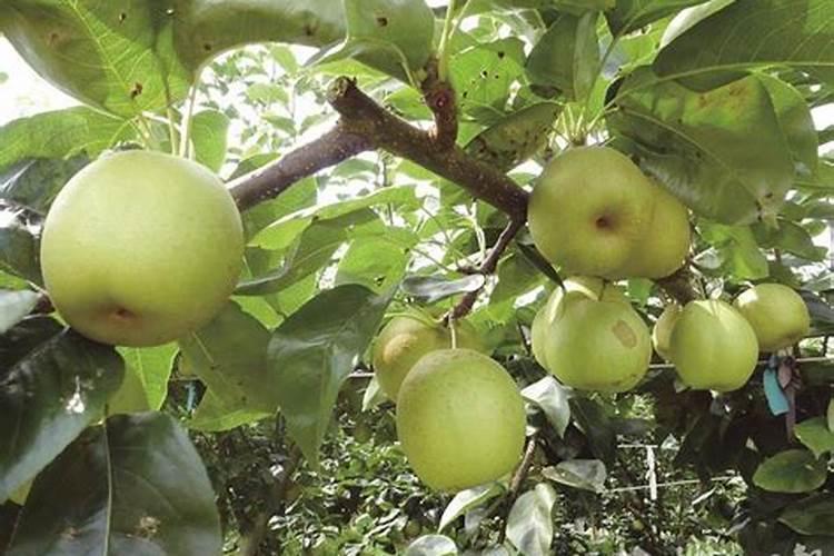 芋头什么时候施肥能高产量