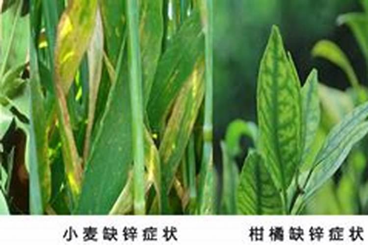 樱桃授粉的最佳温度