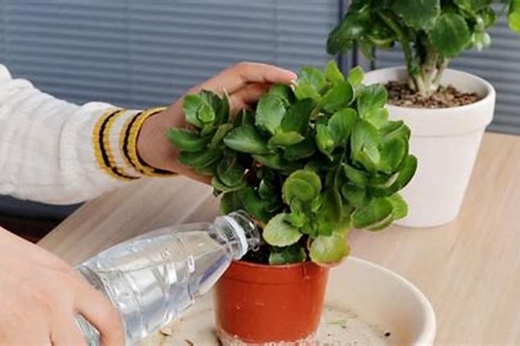 保护地茄子怎样进行肥水管理？