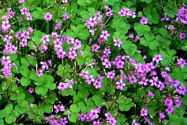 盆栽百合花怎么养