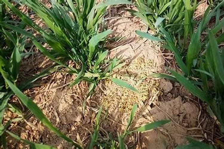 先打除草剂还是先打叶面肥