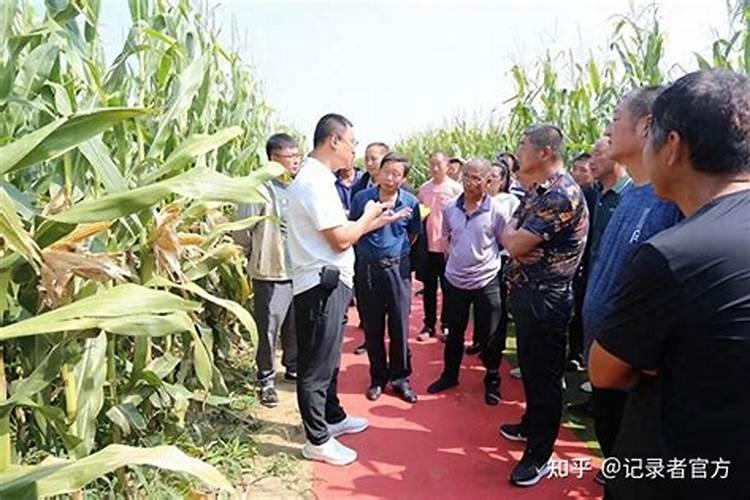 玉米专用肥料什么品牌的好？