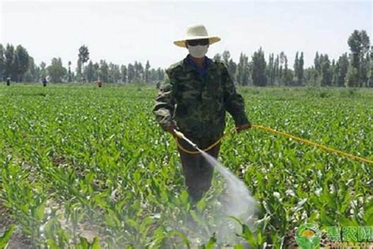 玉米打叶面肥用进口叶面肥用哪个国家的好