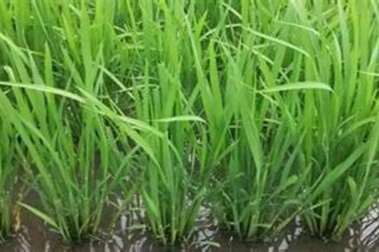 玫瑰花怎么施肥,玫瑰花施氮磷钾肥最为合适