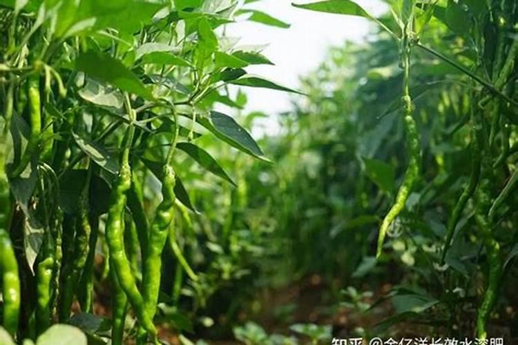 西瓜有哪些施肥技术啊？追肥怎么做比较好