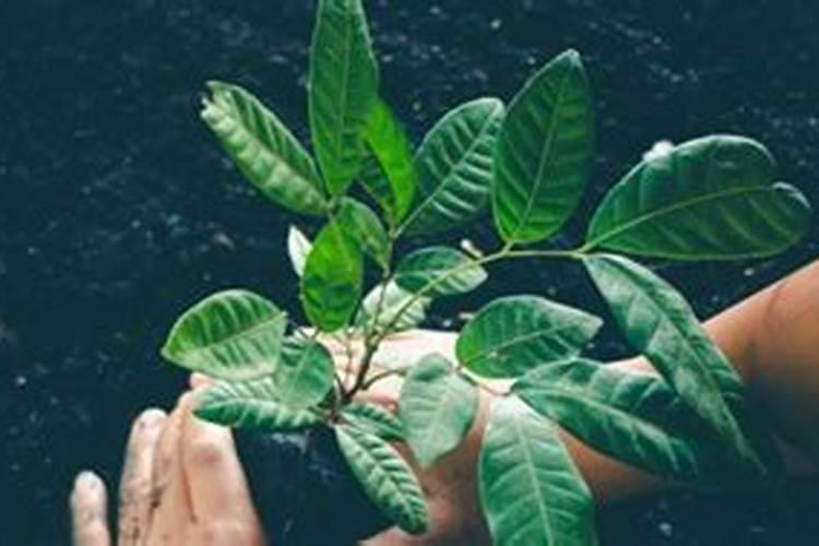 “绿萝”喜欢吃“垃圾”喂一些腐烂的菜叶叶子疯长非常密!