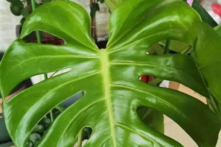 夏天鲜花养护要点