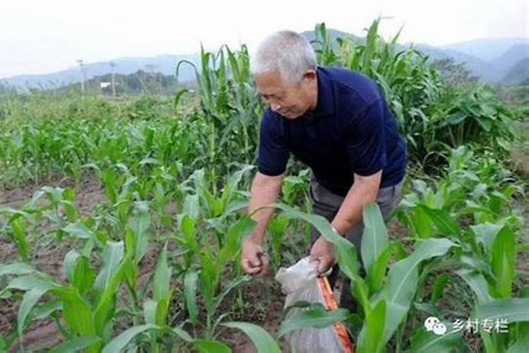 玉米扬花期能打叶面肥吗