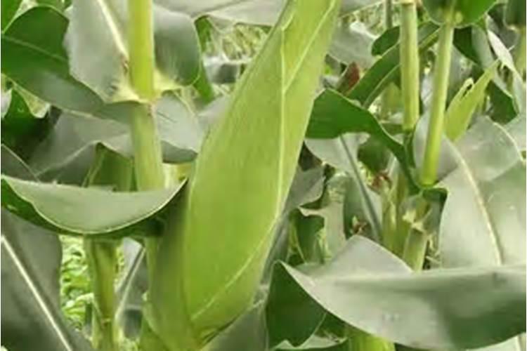 玉米控旺早上10点后几点打