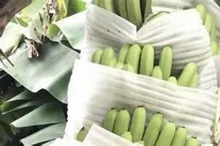香蕉抽蕾前后的管理技术