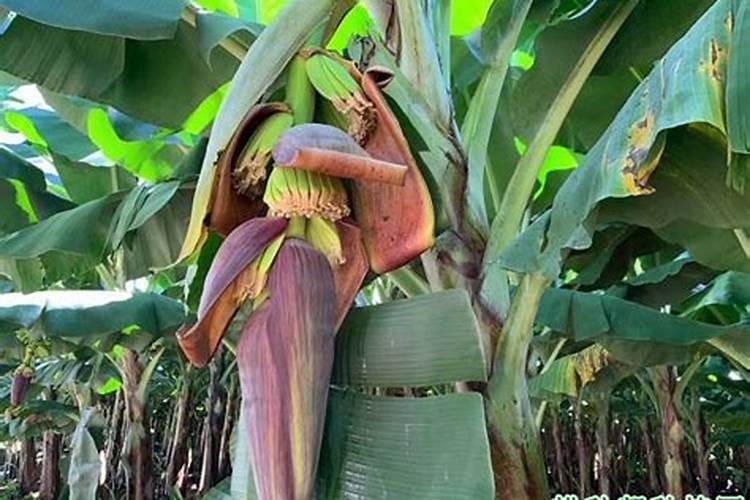 香蕉缺钙怎么办？