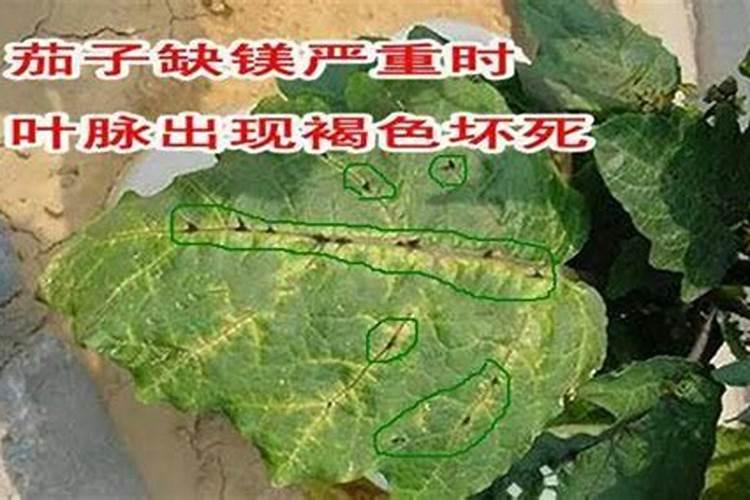 氮肥的使用方法和技巧